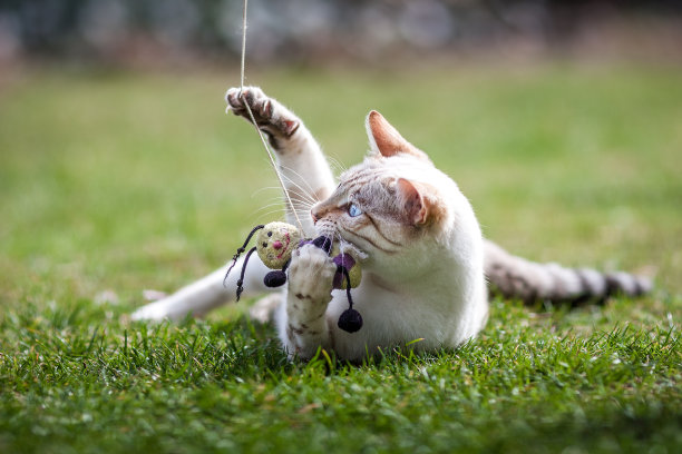 孟加拉猫户外图片下载