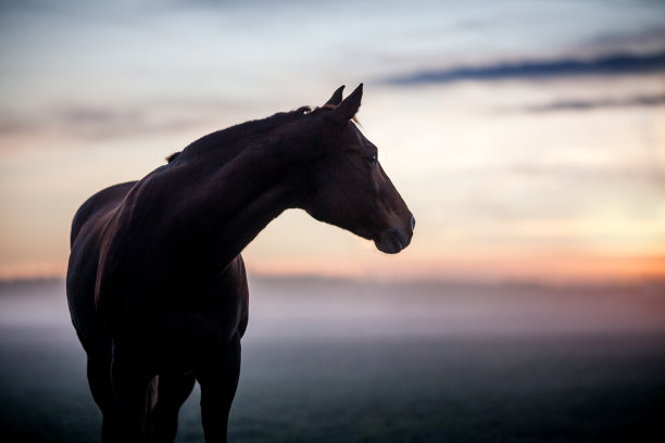 马在雾中图片下载
