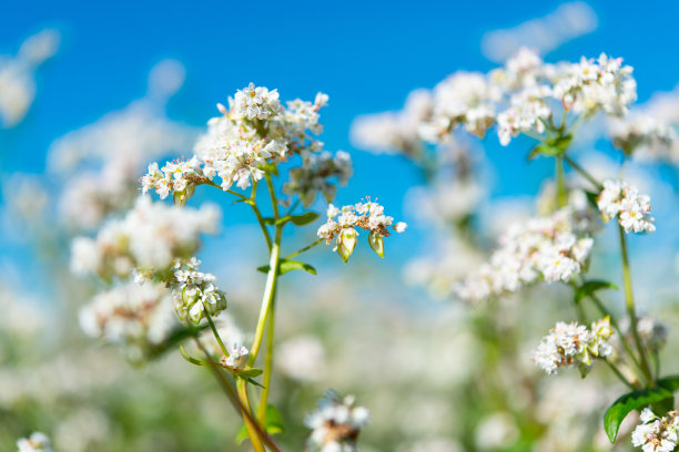 开花荞麦领域图片下载