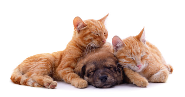 两只猫和一只狗。图片下载