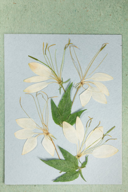 在彩色背景上的一束干花。用于花艺，剪贴簿和植物标本室。乡村和生态风格。剪贴簿的元素。装饰，干压花的钮扣。图片下载