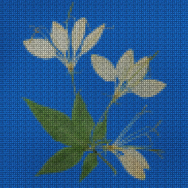 插图。十字绣花束。野花。醉蝶花属。花的背景,拼贴。花纹理。十字绣，乡村风格。图片下载