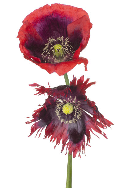 花孤立图片下载