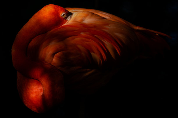 火烈鸟图片下载