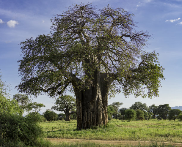 风景图片猴面包树或生命之树在坦桑尼亚图片下载