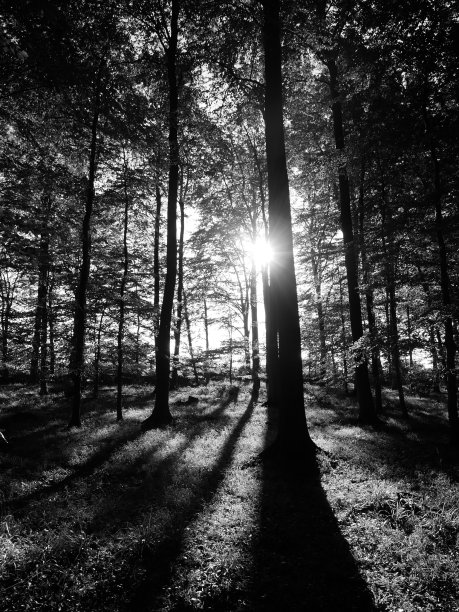 日落中的森林图片下载