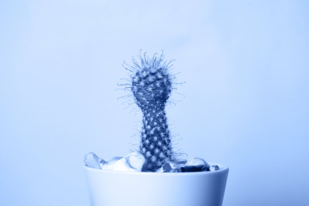 在蓝色背景上的仙人掌和刺的微距照片。颜色为经典蓝色。图片下载