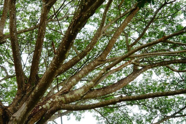 大树和树枝图片下载