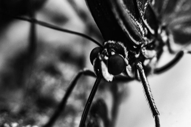 微距摄影的蝴蝶单色图片下载