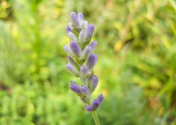 在模糊的绿色背景上，一朵紫色的薰衣草花蕾花序图片下载