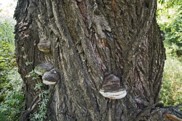 树上的蘑菇图片下载