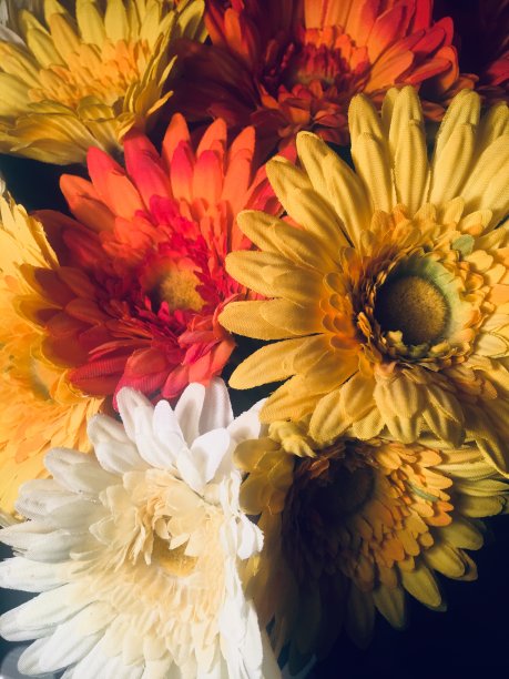 黑暗中的花朵图片下载