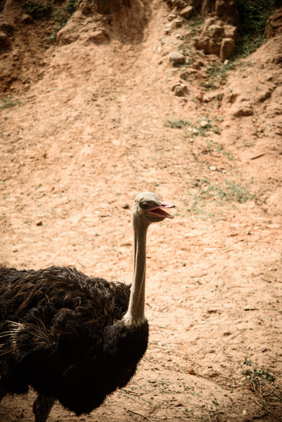 自然地区的成年鸵鸟图片下载
