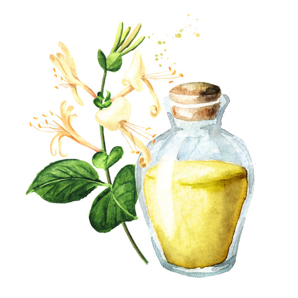 金银花和玻璃与精油。水彩手绘插图，孤立的白色背景图片下载