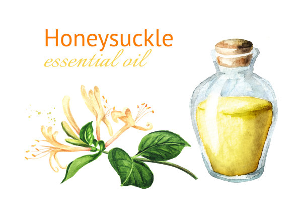 金银花和玻璃用精油卡。水彩手绘插图孤立的白色背景图片下载