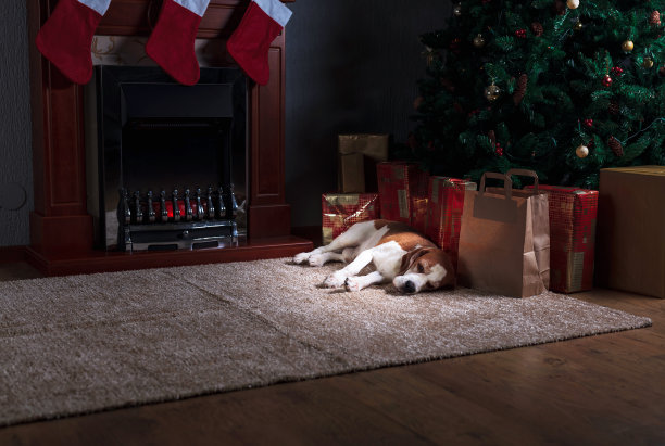 小猎犬躺在壁炉旁的地毯上，房间里装饰着圣诞装饰品。图片下载