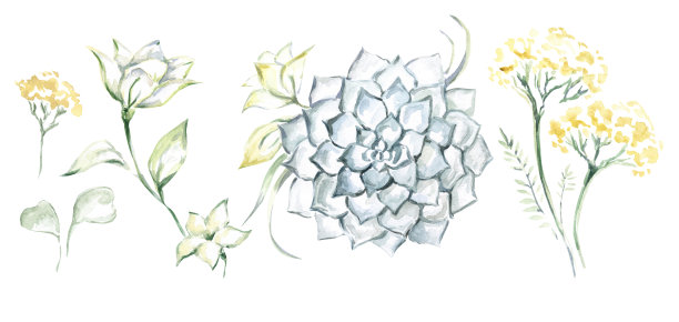 花集。白色的花有叶子。多汁。茎上黄色花组成。在白色背景上的花的水彩插图。图片下载