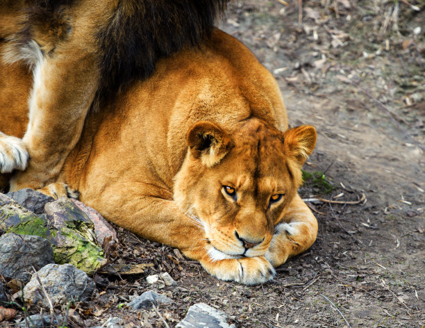 狮子的肖像图片下载