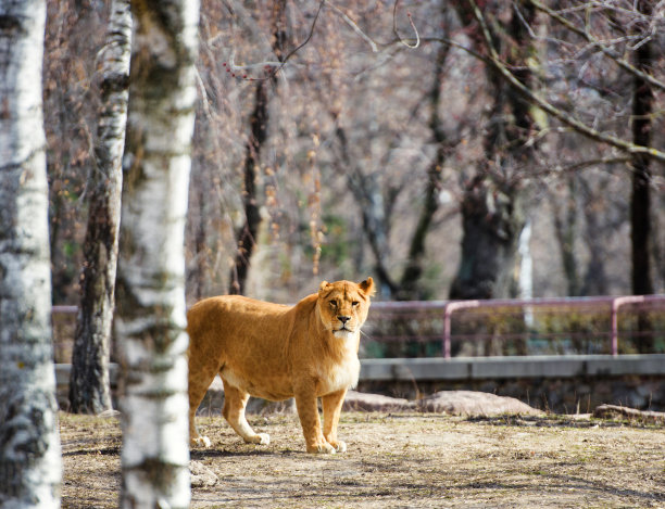 狮子的肖像图片下载