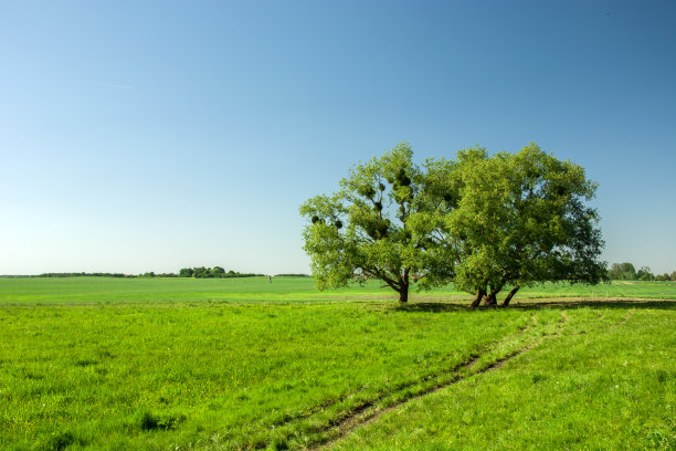 树木生长在绿色的草地和晴朗的天空图片下载