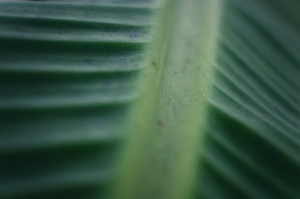 芭蕉叶-颜色景观格式图片下载