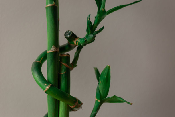 灰色背景下的绿色幼竹植物图片下载