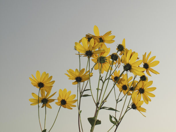 向日葵Helianthus tuberosus图片下载