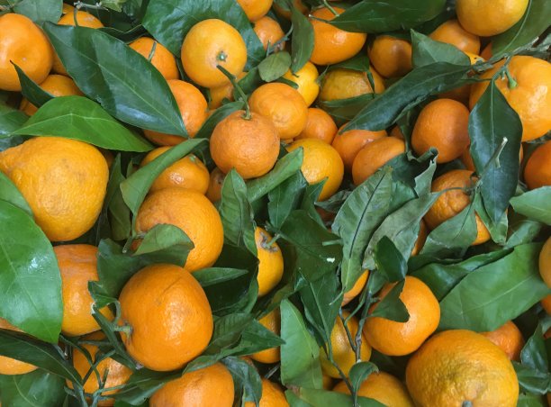 特写新鲜收获的橙子和叶子图片下载