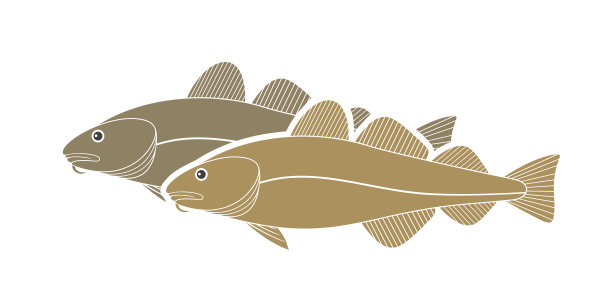 大西洋鳕鱼的标志。白色背景上孤立的鳕鱼图片下载