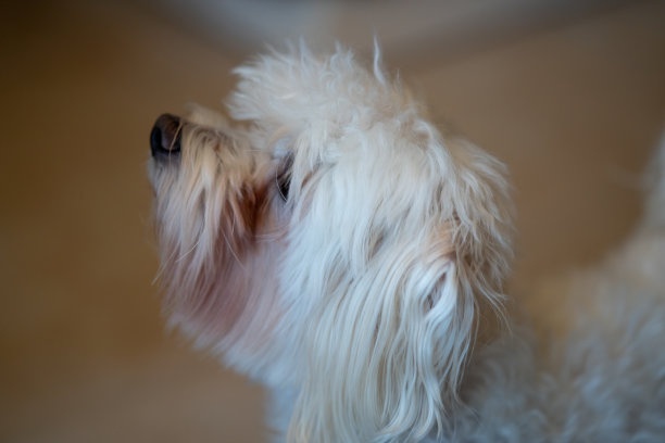 马耳他狗狗图片下载