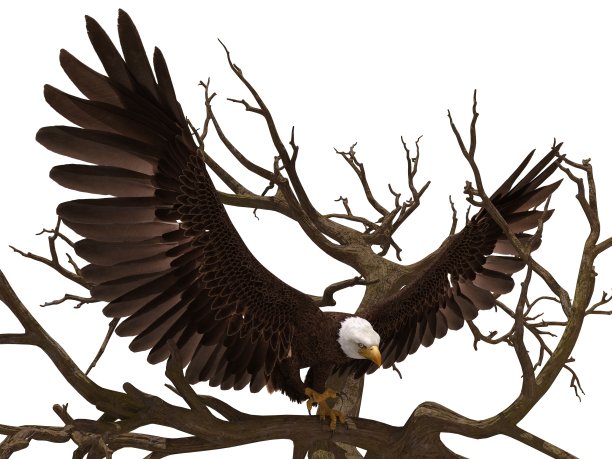 白头鹰坐在树枝上孤立的白色3d插图图片下载