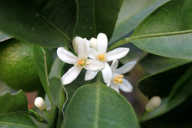 白色的普通话在春天图片下载