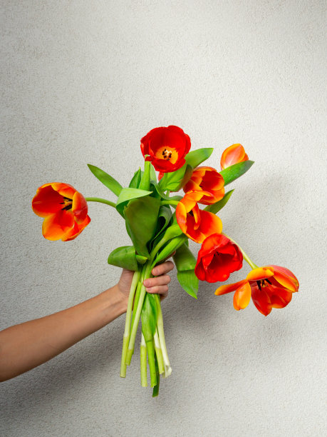 白色背景上的郁金香花束图片下载