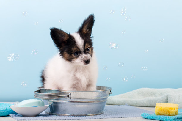 小狗在骨盆里游泳图片下载