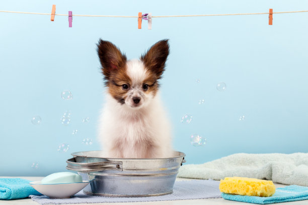 一个带着泡泡的小狗的肖像素材图片