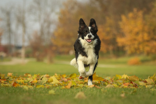 一张年轻的边境牧羊犬小狗奔跑的照片图片下载