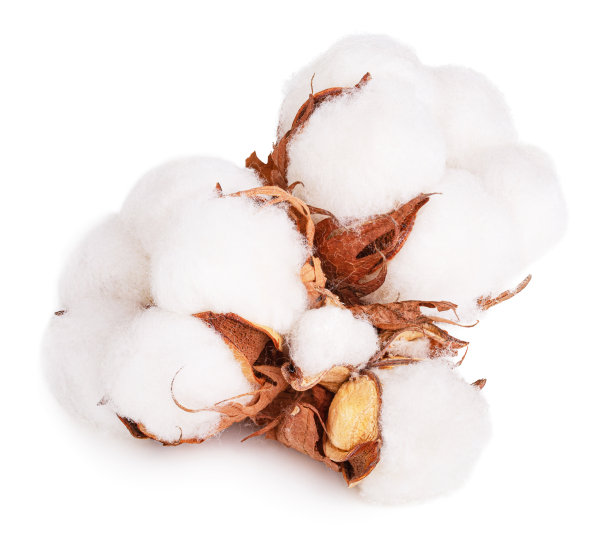棉花花孤立在白色背景上图片下载