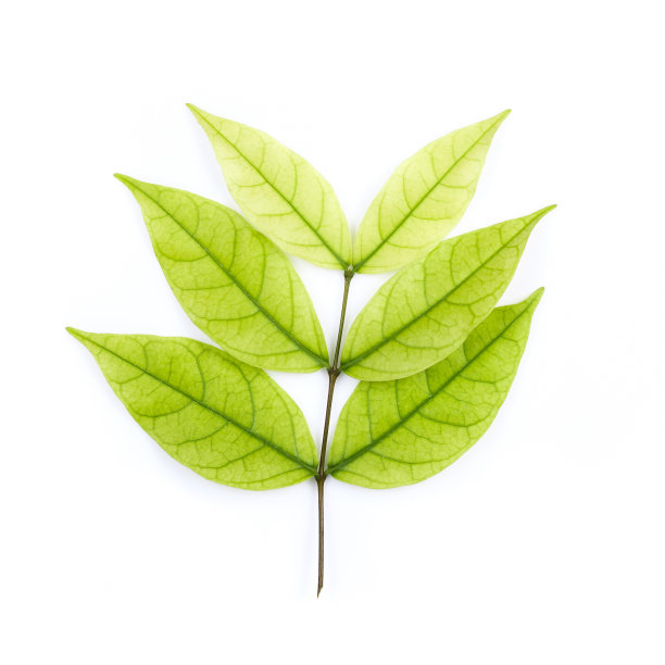 莫树的绿叶图片下载