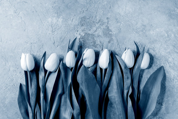 白色郁金香盖过灰色图片下载