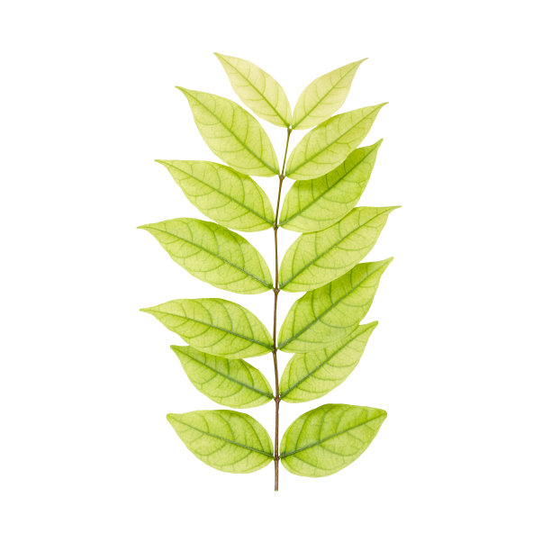 莫树的绿叶图片下载