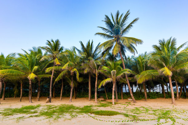 日出在芽庄海滩，越南-股票照片图片下载
