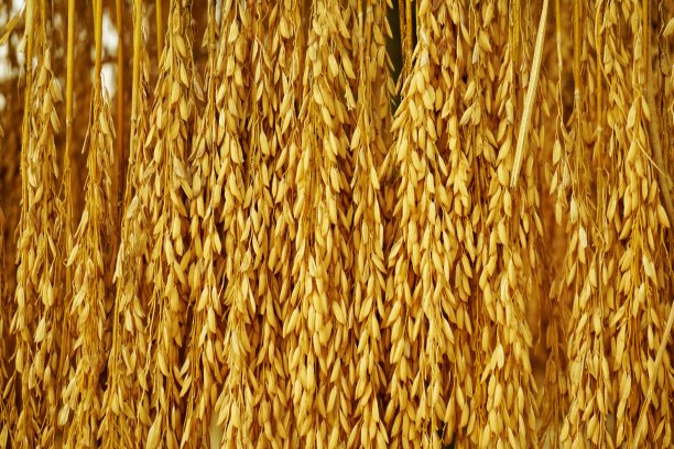 干米粒质地背景图片下载