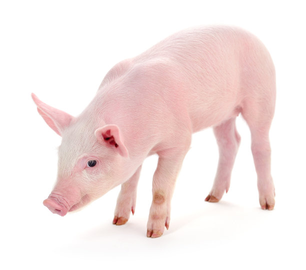 猪在白图片下载