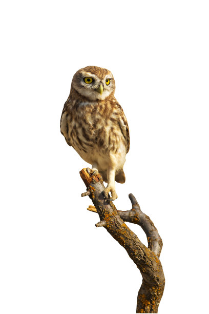 可爱的猫头鹰。剪出有趣的小猫头鹰。白色背景。图片下载