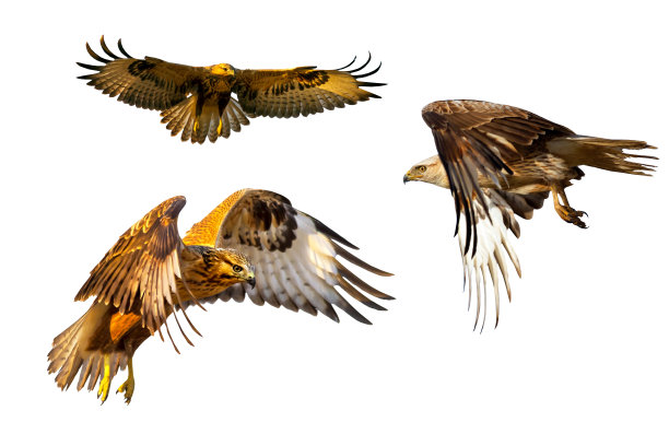飞行的秃鹰。鸟的猎物。孤立的鸟。白色背景。图片下载