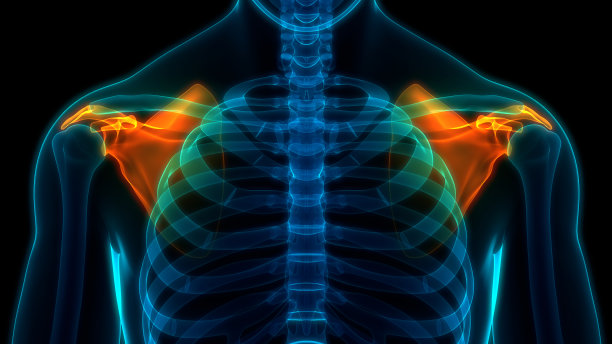 人体骨骼系统、肩胛骨关节解剖学图片下载