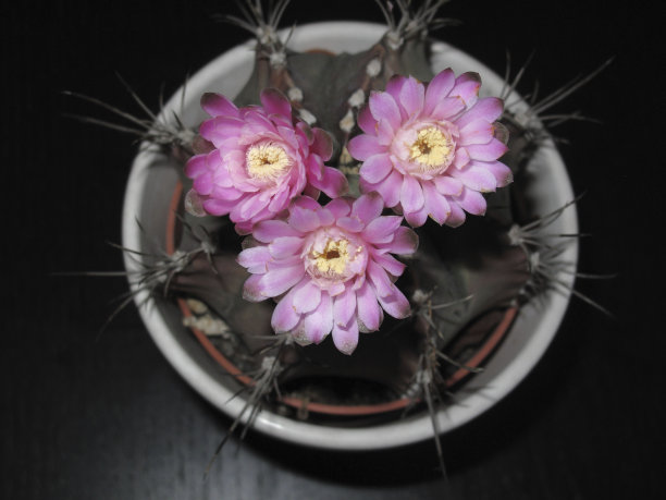 正上方黑色背景的碗里的花图片下载