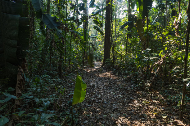 在热带雨林图片下载
