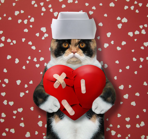 猫抱着粘住的心2图片下载