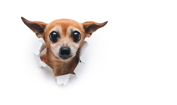Bug-eued枪口。便秘，排便困难。一只老狗的头穿过白色撕破的纸背景上的一个洞。俄罗斯玩具狗。水平图像，复制空间。间谍、好奇和窥探的概念。图片下载
